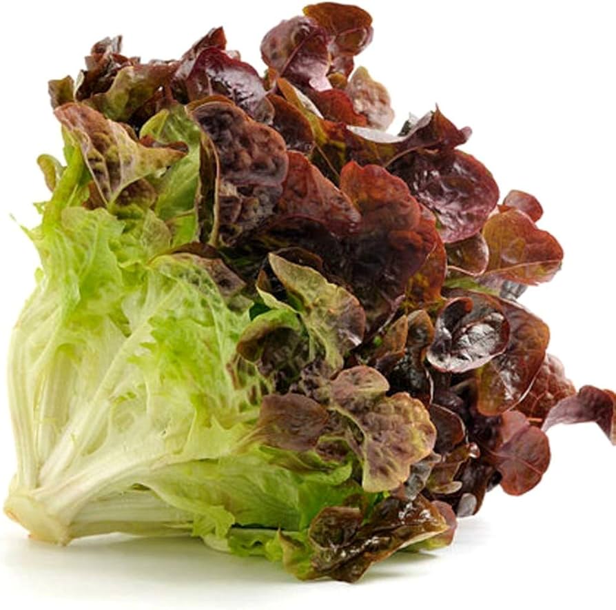 Lettuce Lactuca Sativa Saint Anne Slow Bolt Vegetable Seeds for Planting – Heat-Tolerant Variety for Summer Kitchen Garden