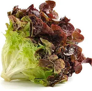 Lettuce Lactuca Sativa Ruby Red Leaf Vegetable Seeds for Planting – Crisp Leafy Greens for Kitchen Garden and Raised Beds
