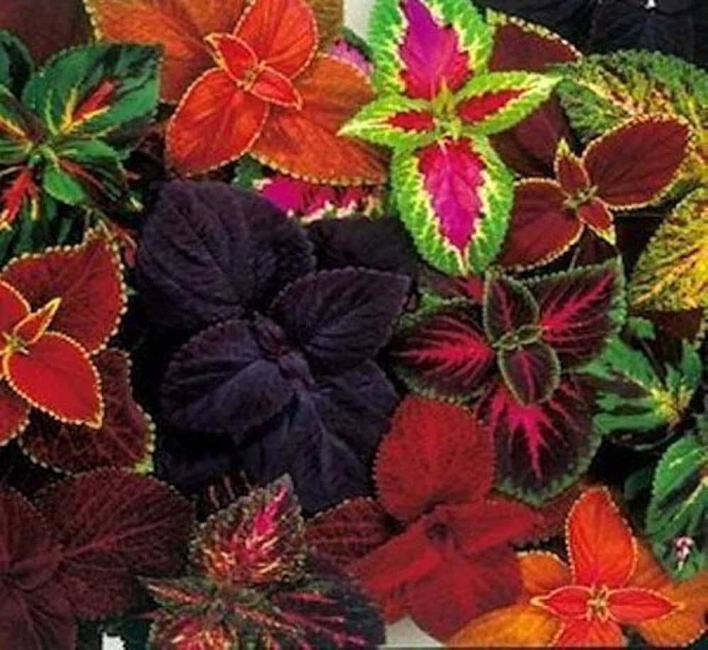 Coleus Coleus scutellarioides foliage plant seeds for vertical gardens