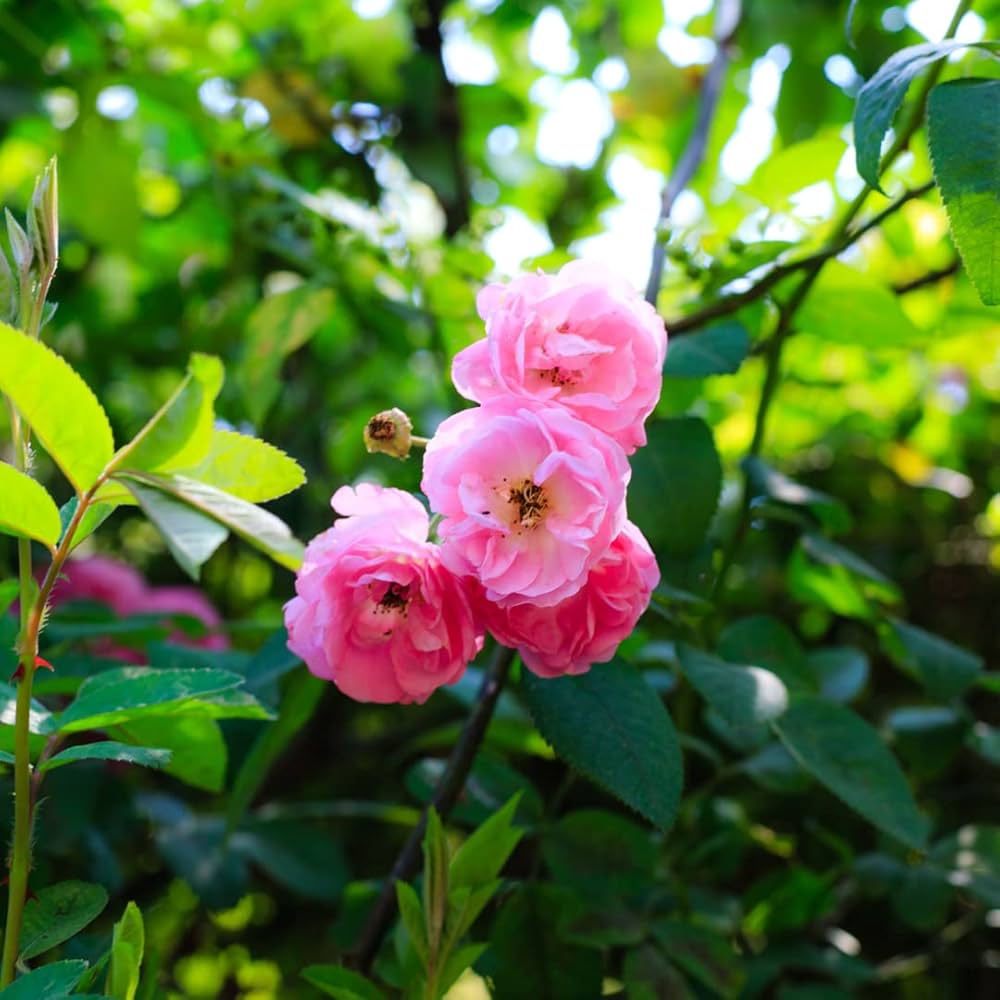 Dream Rose Seeds for Planting Rosa Chinensis romantic garden flower bed