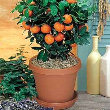 Bonsai Orange Tree Seeds for Planting - Edible & Decorative Fruit Trees