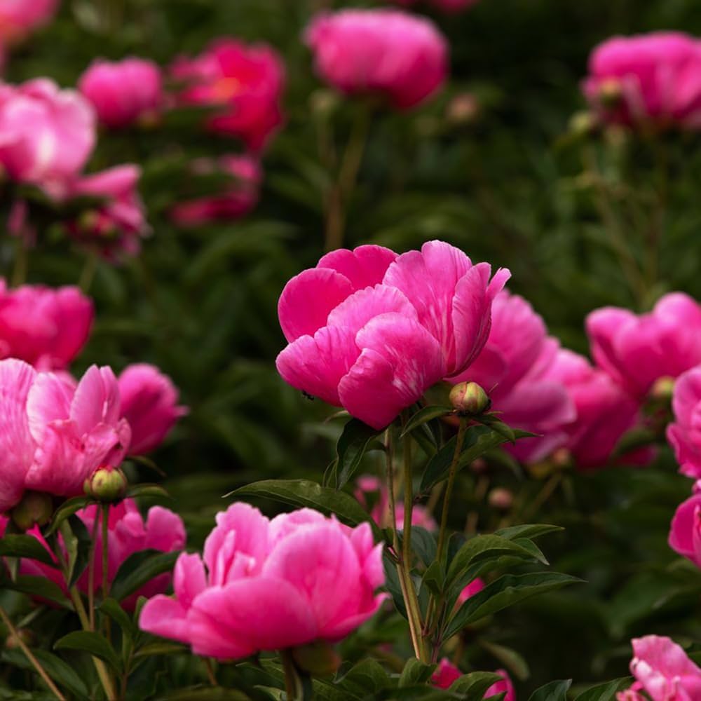 Chinese Peony Seeds Paeonia for Planting in Flower Bed & Garden