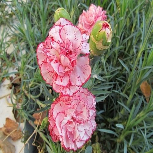 Garofano Orange Dianthus Caryophyllus Seeds for Planting flower bed