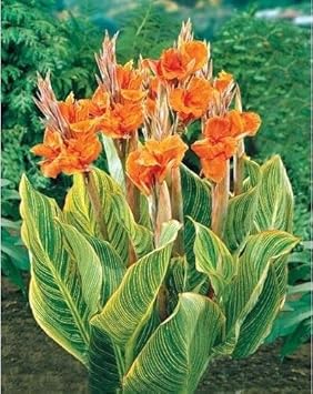 Yellow Pretoria Flower - Heirloom, Non - Gmo Seeds