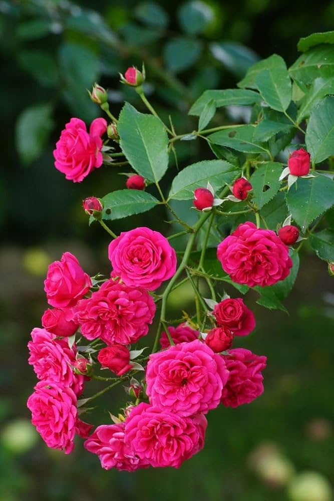 Rose Rosa Hybrida Climbing Flower Seeds for Planting
