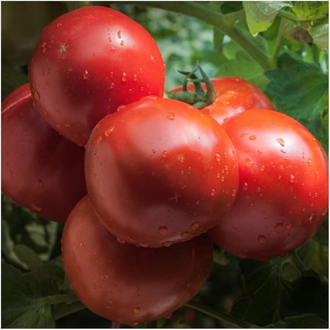 Amelia F Tomato Solanum lycopersicum Seeds for Planting home garden vegetable patch