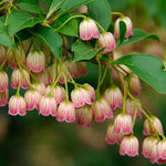 Heirloom Non-GMO Enkianthus Campanulatus Flower Seeds for Planting – Elegant Bell-Shaped Blooms for Ornamental Gardens - Non-GMO for planting in home garden