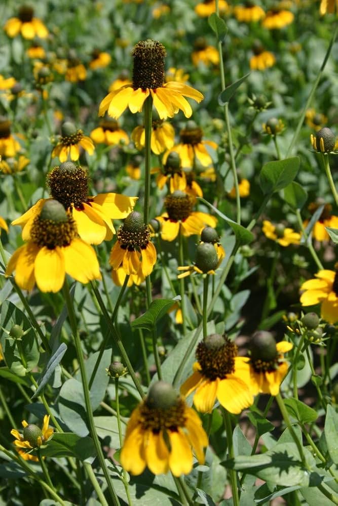 Clasping Coneflower Dracopis Amplexicaulis Seeds – for Perennial Flowers
