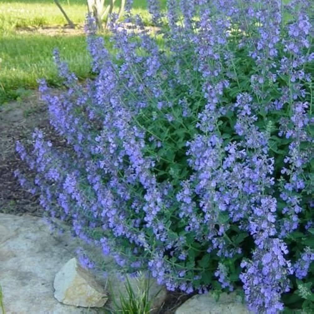 Catmint - Seeds - Medicinal Herb - Attract cats Nepeta mussinii – Heirloom, Non-GMO, High Germination Organic Garden Seeds