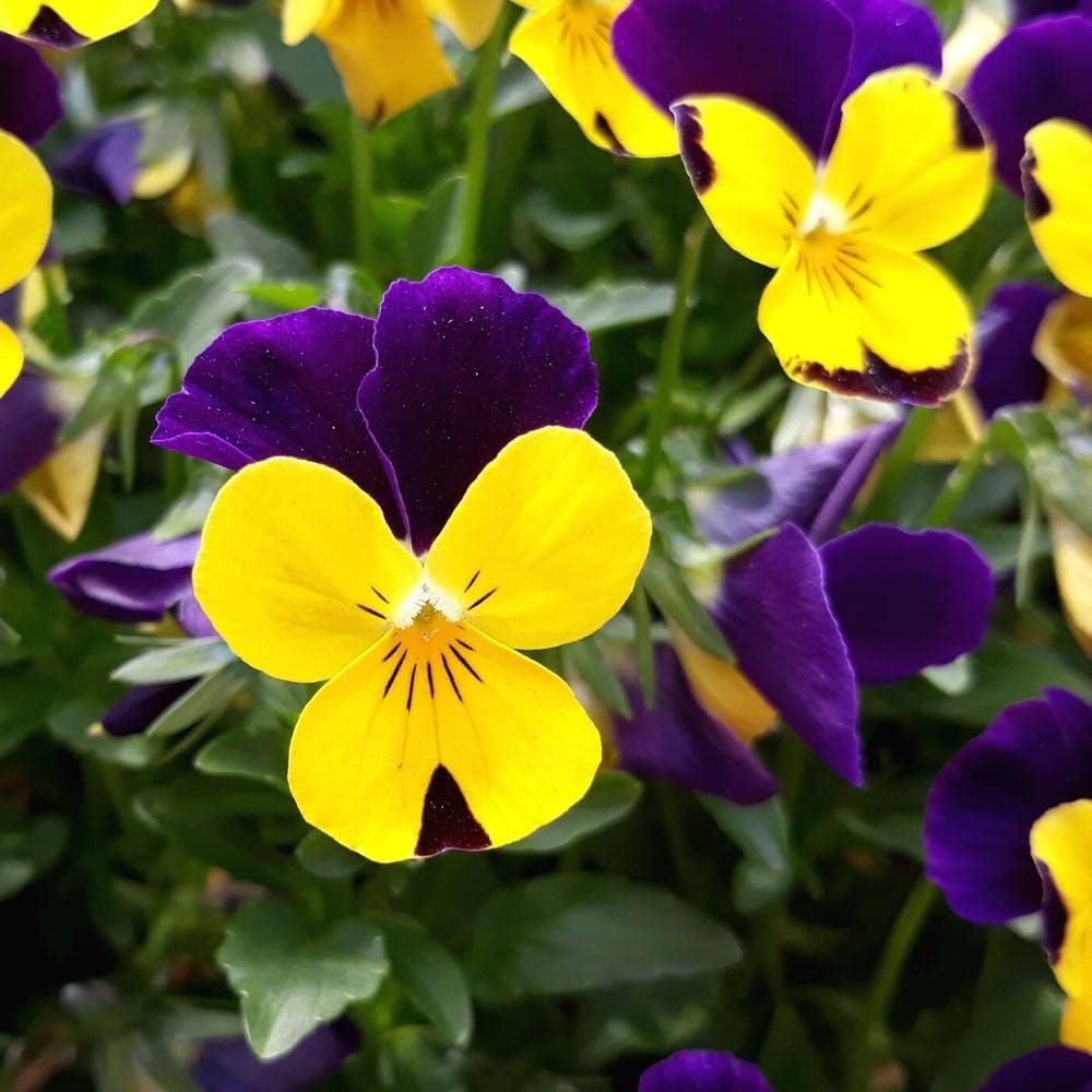 Violet Yellow Pansy Flower Seeds – Non-GMO Seeds for Colorful Garden for planting in your garden.