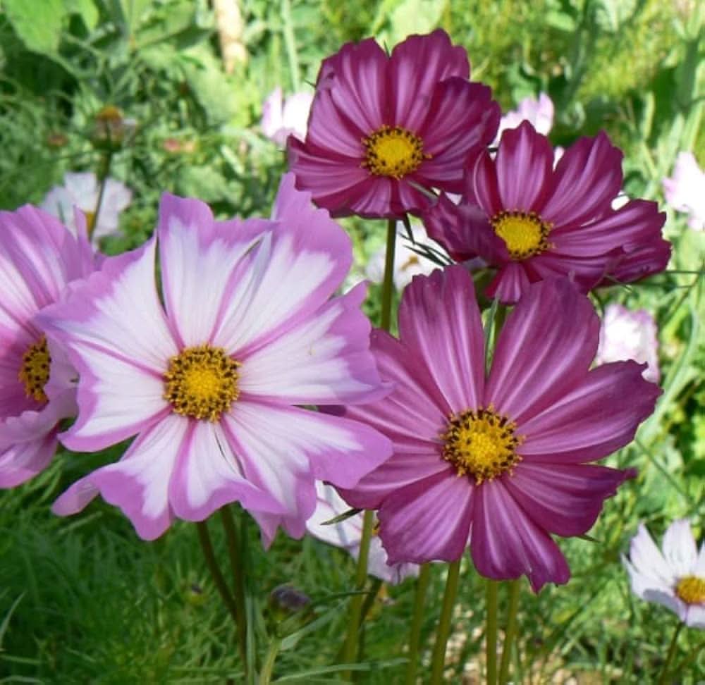 Cosmos Picotee Mixed Colors Flowering Seeds For Planting