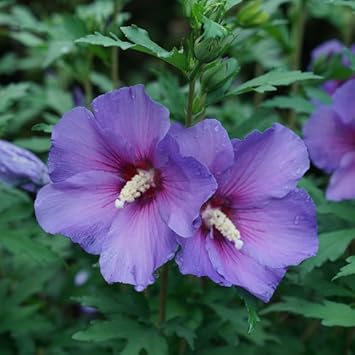 Hibiscus Rosasinensis Flower Heirloom Non Gmo Image
