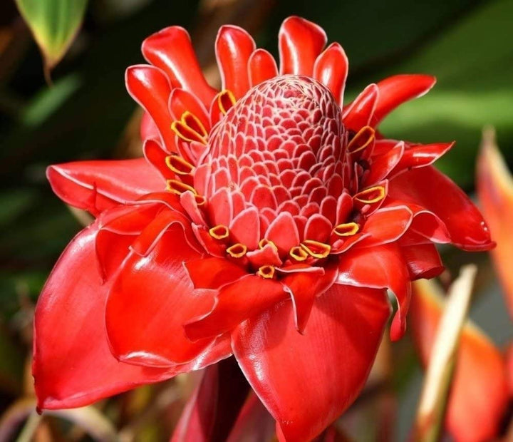 Heirloom Non-GMO Ginger Flower Seeds for Garden Planting – Rare Exotic Blooms Variety