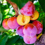 Beach Plum Prunus maritima for planting in coastal garden