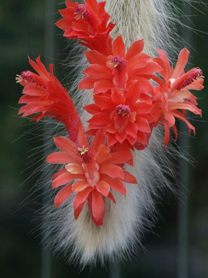 Fresh Monkey Tail Flower Seeds for Planting - 100