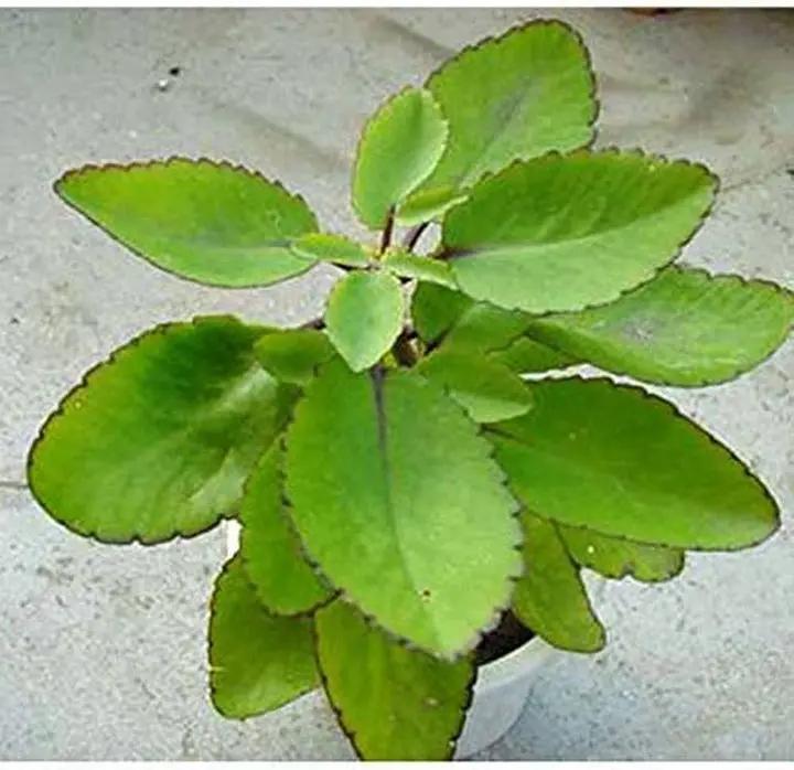 heirloom-kalanchoe-pinnata-succulent-seeds

