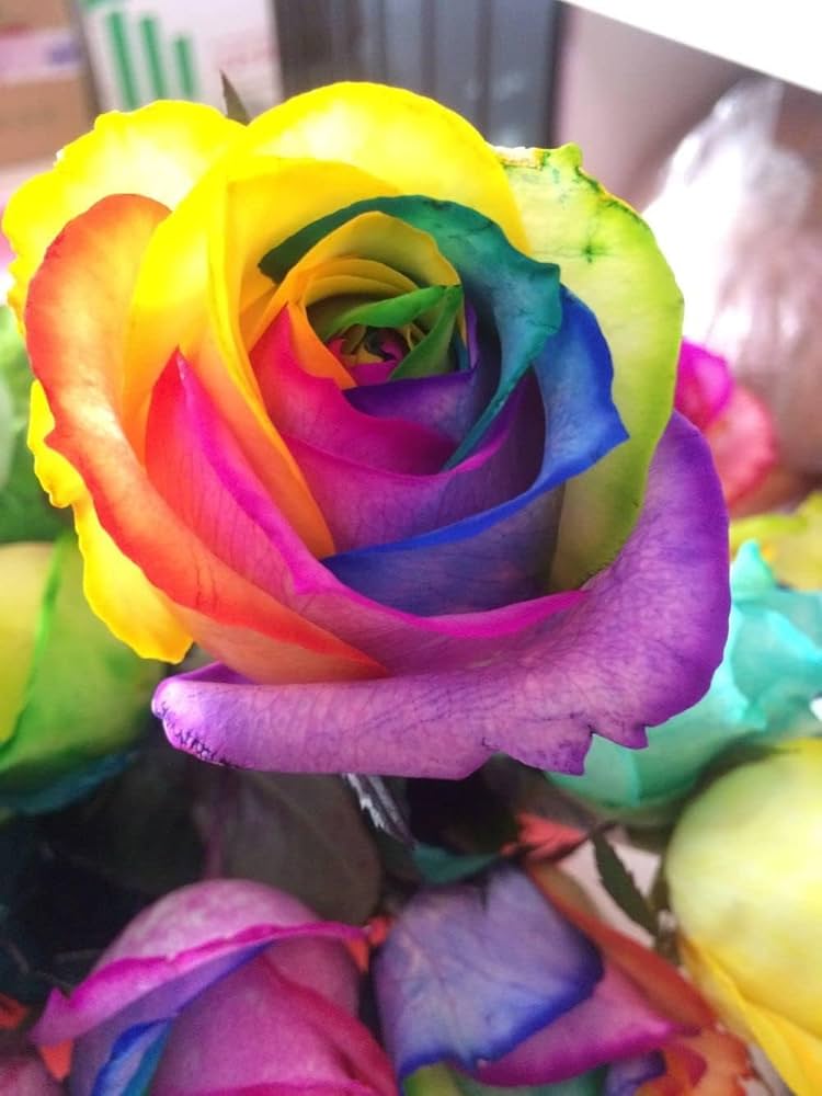 Mystic Rainbow Rose Flower Seeds