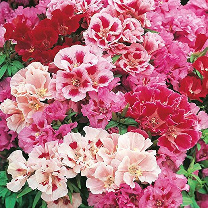 Mixed Godetia Flower Seeds for Planting, 100