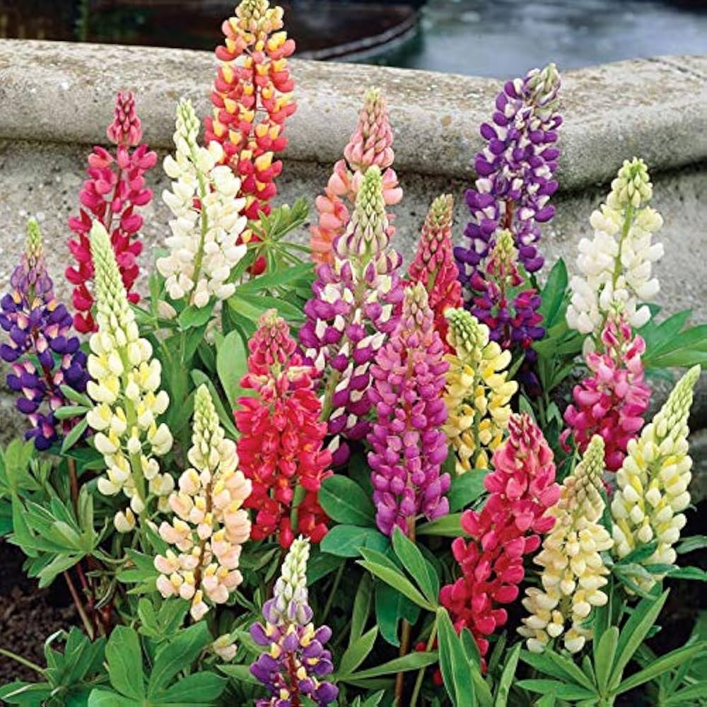Sweet Blue Lupin Lupinus Polyphyllus Seeds for Planting - Perfect for Flower Bed & Urban Garden