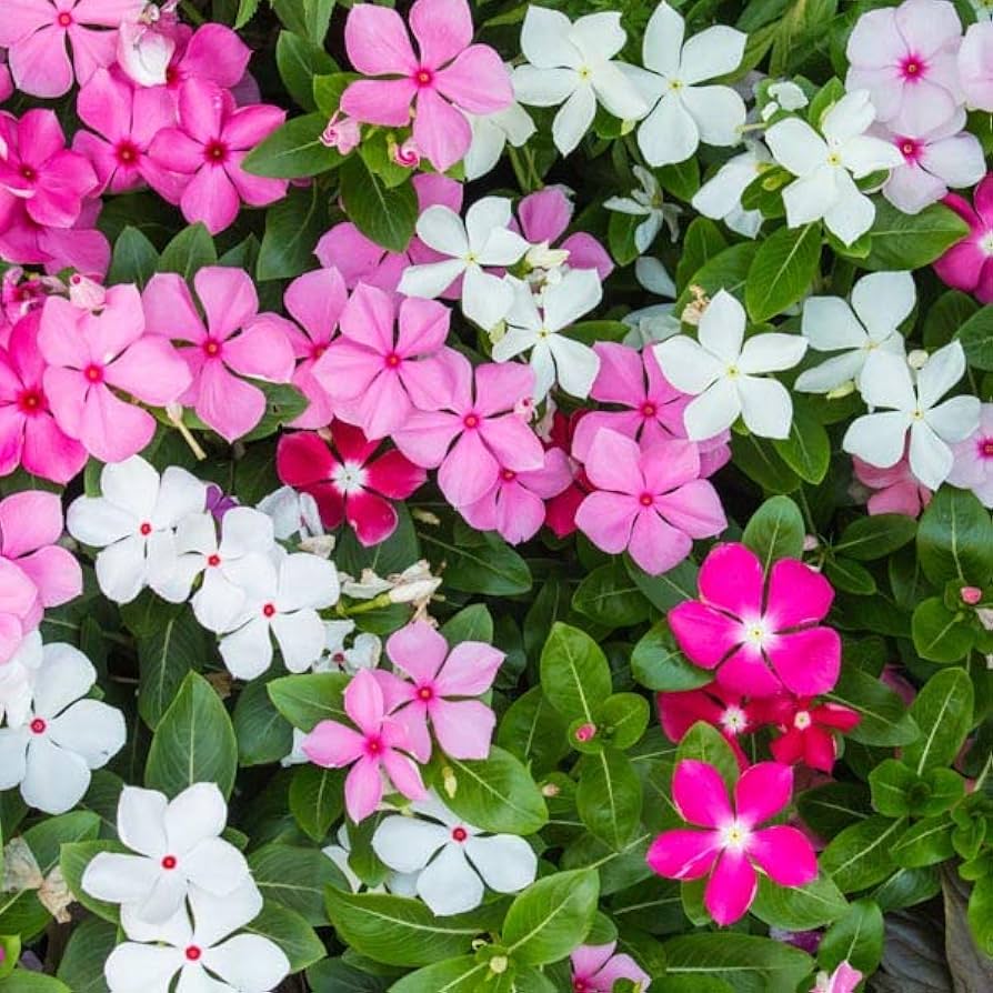 Mixed Madagascar Flower Seeds for Planting - 100 pcs for planting in your garden.