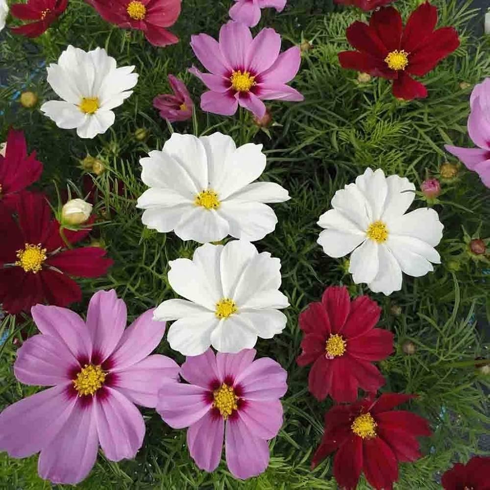 Cosmos Cosmos Bipinnatus Tall Candy Stripe Mixed Flower Seeds for Planting – Ideal for Home Garden and Wildflower Beds