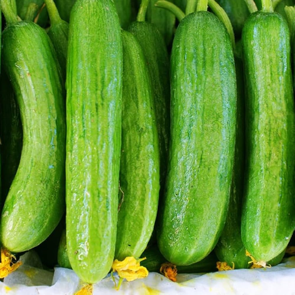 Beit Alpha cucumber seed for garden planting
