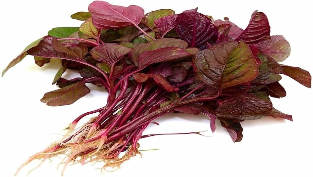 Health Vegetable Seeds Red Stems Spinach pcs for Nutritious Garden Harvest