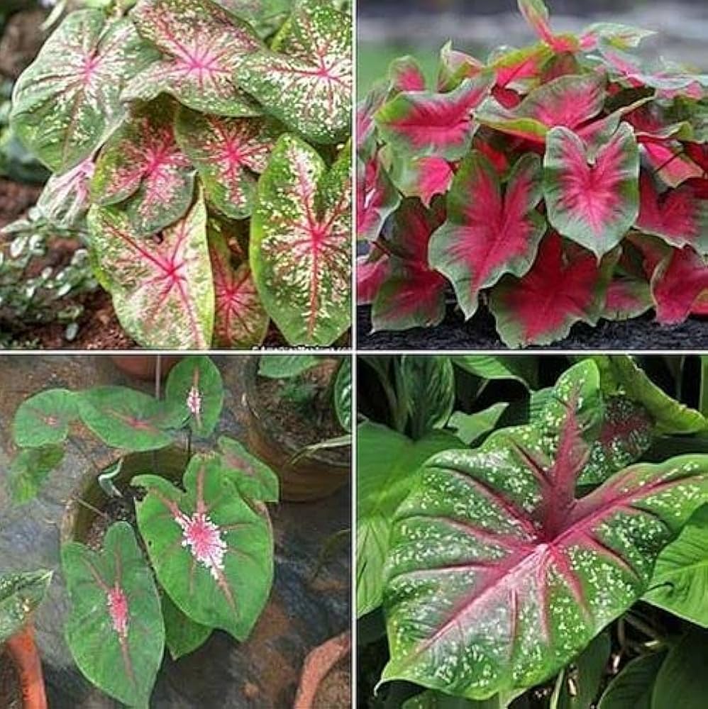 Caladium flower – Caladium spp. – for planting in garden