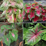 Caladium flower – Caladium spp. – for planting in garden