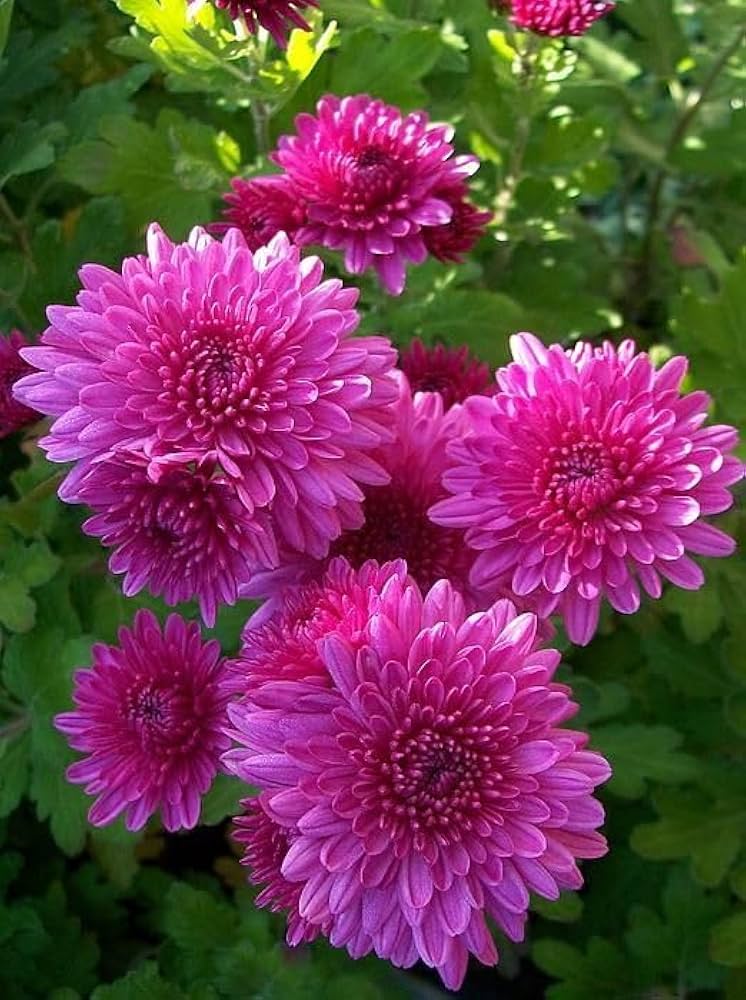Chrysanthemum Polar Star white flower seeds for planting