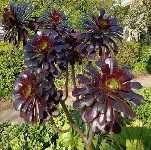 Brown Aeonium - Heirloom, Non - Gmo Seeds
