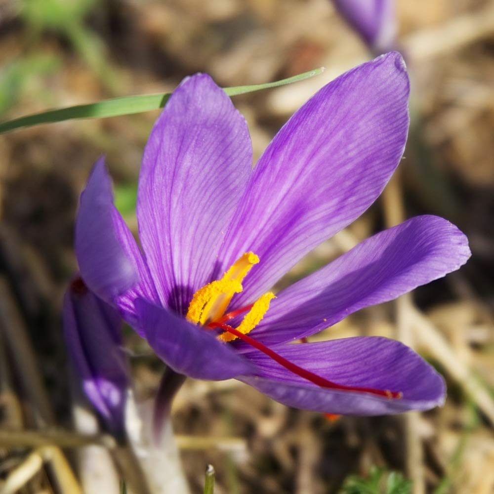 Saffron Crocus Bulbs - Crocus Sativus