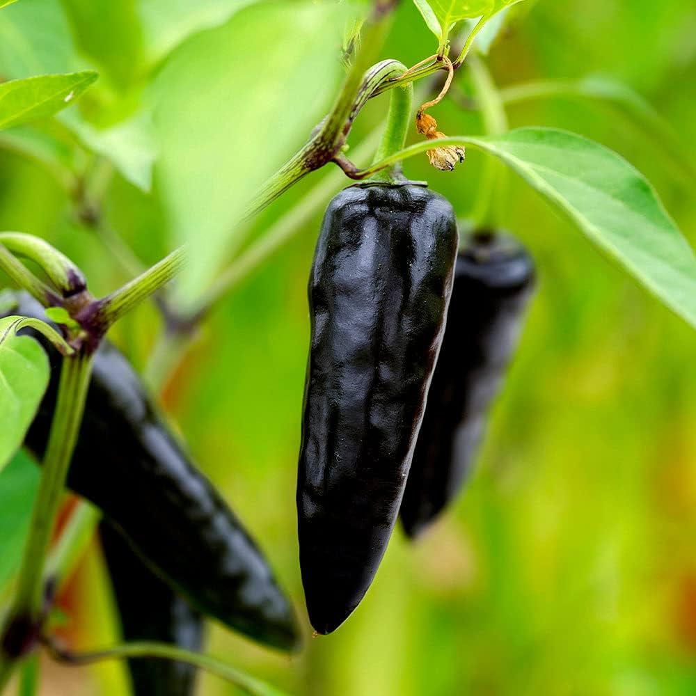 Black Chili Seeds for Planting