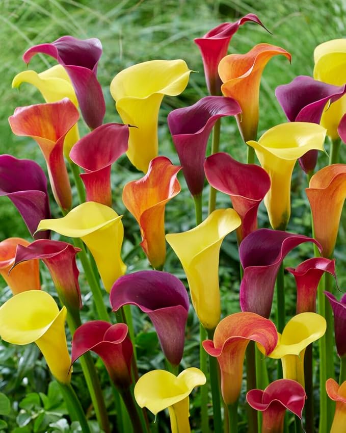 Calla Lily Bulbs, Pot Balcony Plant, Mixed Colors, Radiation Absorption