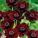 Chocolate Mint Rose for planting