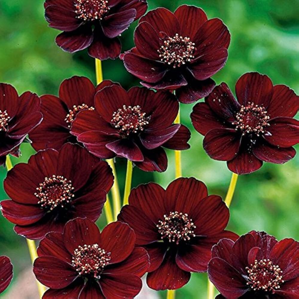 Chocolate Mint Rose for planting