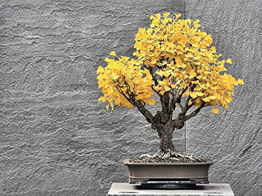 Heirloom Organic Ginkgo Biloba - Seeds for Unique Bonsai Tree and Medicinal Herb