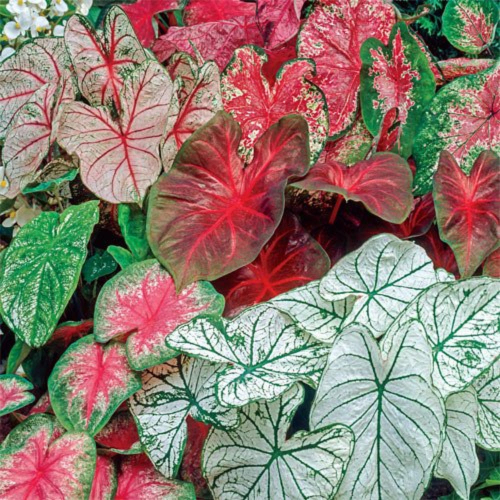 Caladium Pink Mix Flower Seeds for Planting NON GMO Seeds
