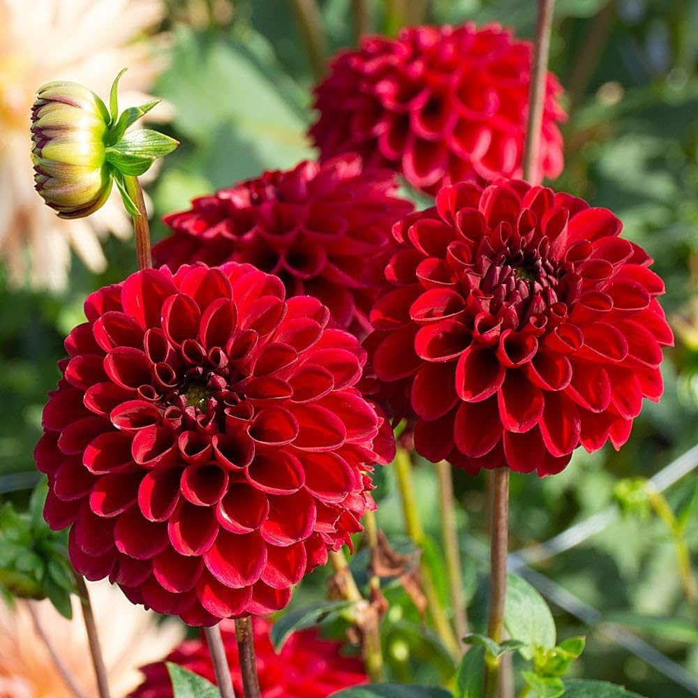 Dahlia Mignon Red flower seeds for vibrant gardens