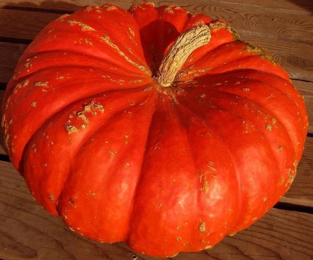 Red Pumpkin Seeds for Planting – Heirloom, Non-GMO Vegetable Seeds for Garden Growth