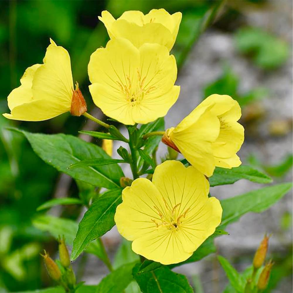Tall Evening Primrose Seeds pcs Golden-Yellow Beauty