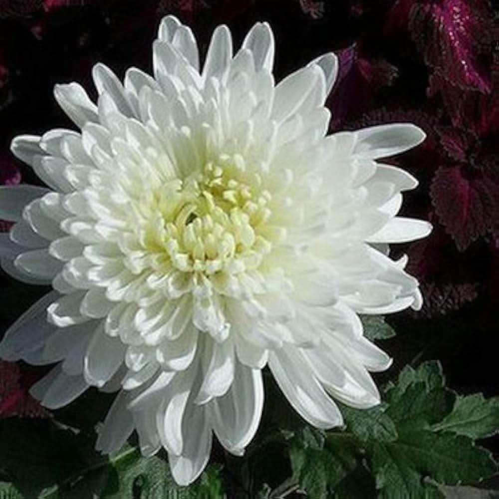 Chrysanthemum Morifolium Perennial Flower Seeds for Planting in vertical garden planters and front yard beds