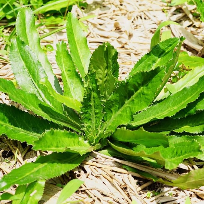 Reca Culantro Plant Seeds for Planting