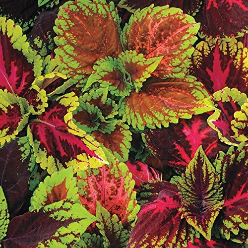 Coleus Plectranthus Scutellarioides Flower Seeds for Planting – Colorful Foliage for Shaded Spaces