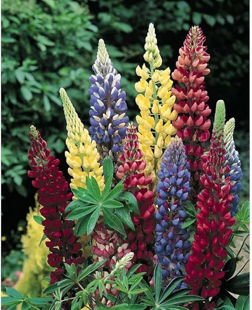 Russell Lupine Mix Lupinus spp. Seeds for Planting in Flower Bed