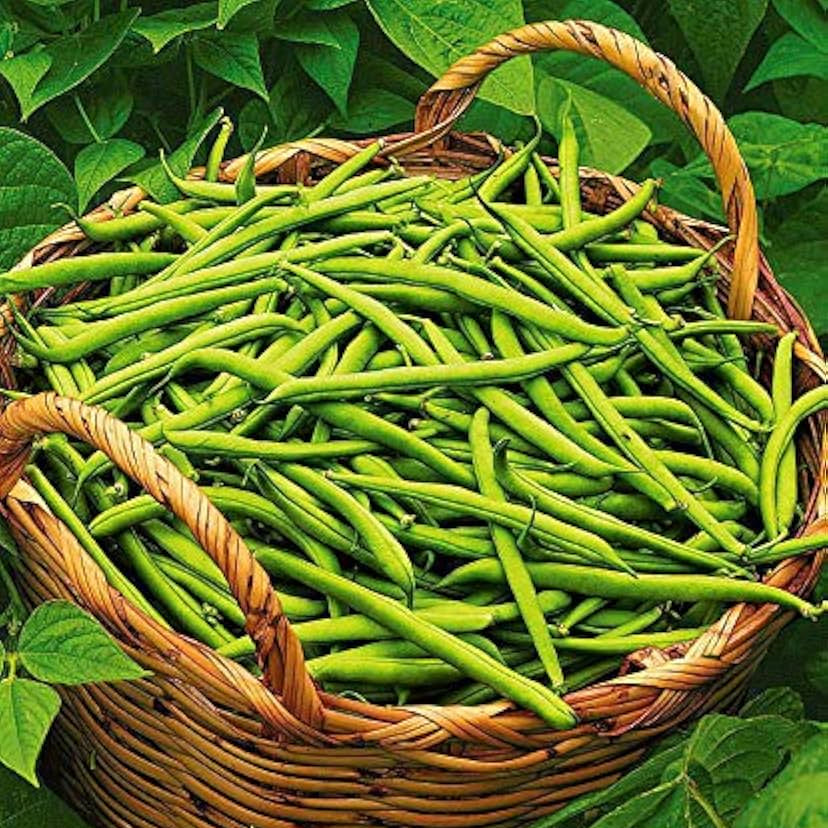 Green Snap Bean Vegetable Seeds for Planting, heirloom & Non-GMO Seeds