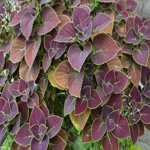 Brown Coleus - Heirloom, Non - Gmo Seeds