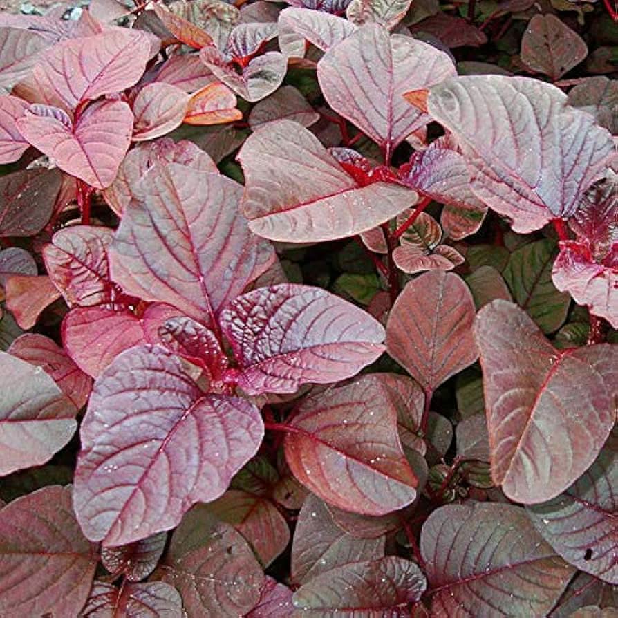 Red Garnet Amaranth Amaranthus tricolor vegetable seeds for vertical garden and backyard gardening