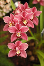 Early Coralroot Orchid for wildflower garden planting
