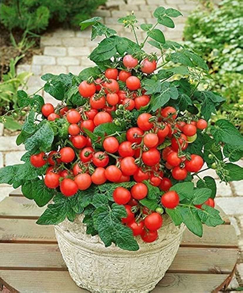 Tomato Solanum lycopersicum Vegetable Seeds for Planting Basket Variety in Home Garden